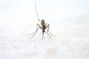 Lees meer over het artikel Veelgestelde vragen over muggen