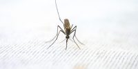 Veelgestelde vragen over muggen