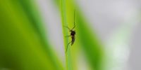 Welke ziektes kunnen muggen overdragen?