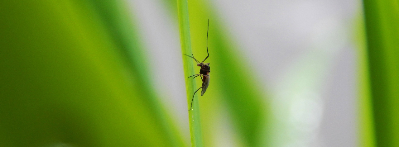 Je bekijkt nu Welke ziektes kunnen muggen overdragen?