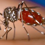 Muggenziekte Chikungunya