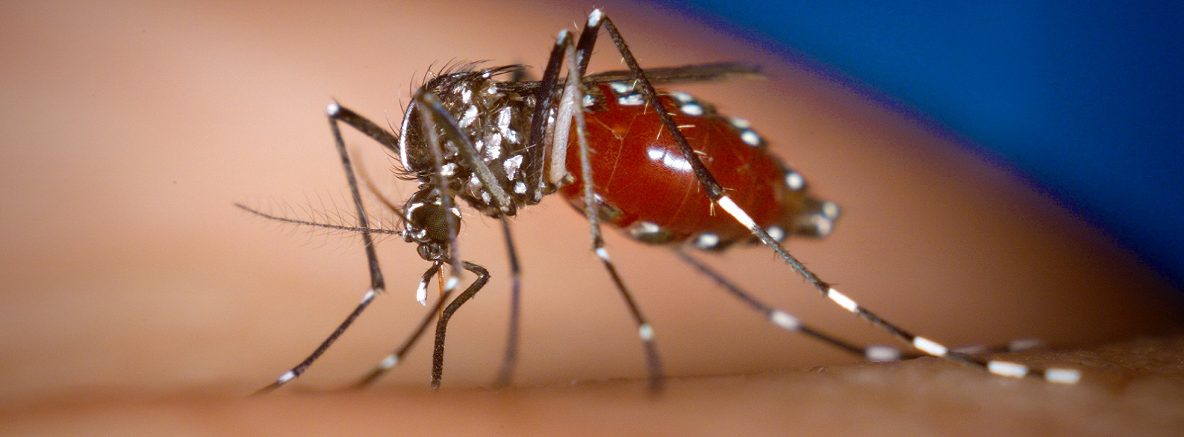 Je bekijkt nu Muggenziekte Chikungunya