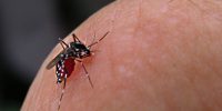 Dengue, ook wel knokkelkoorts, wat is het?