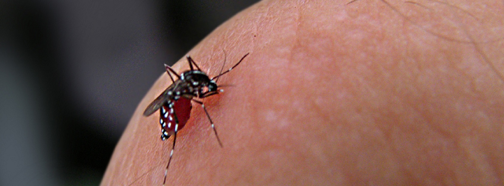 Je bekijkt nu Dengue, ook wel knokkelkoorts, wat is het?