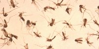 Hoe voorkom je muggenoverlast?