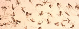 Lees meer over het artikel Hoe voorkom je muggenoverlast?