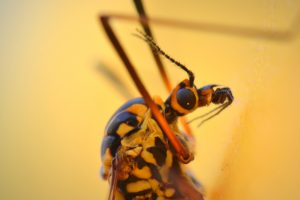 Lees meer over het artikel Welke muggensoorten zijn er allemaal?