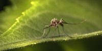 Muggen in Zuid-Amerika