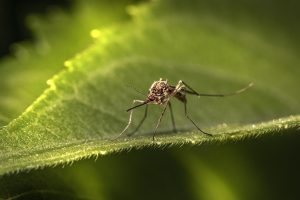 Lees meer over het artikel Muggen in Zuid-Amerika