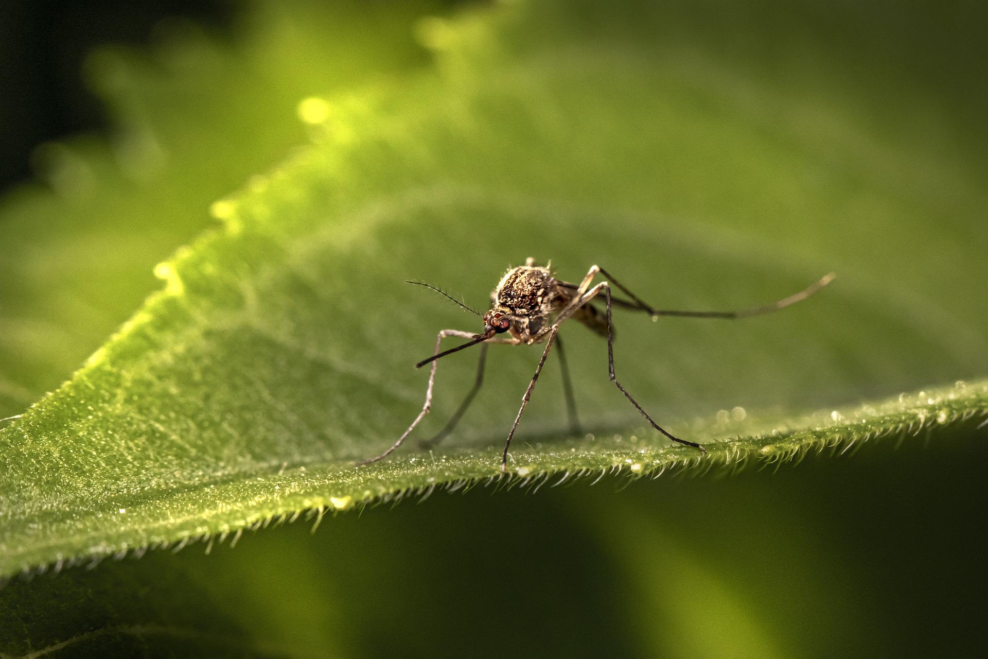 Je bekijkt nu Muggen in Zuid-Amerika