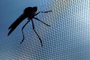 Lees meer over het artikel Muggen voorkomen met een muggenhor