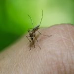 Waarom steken muggen?