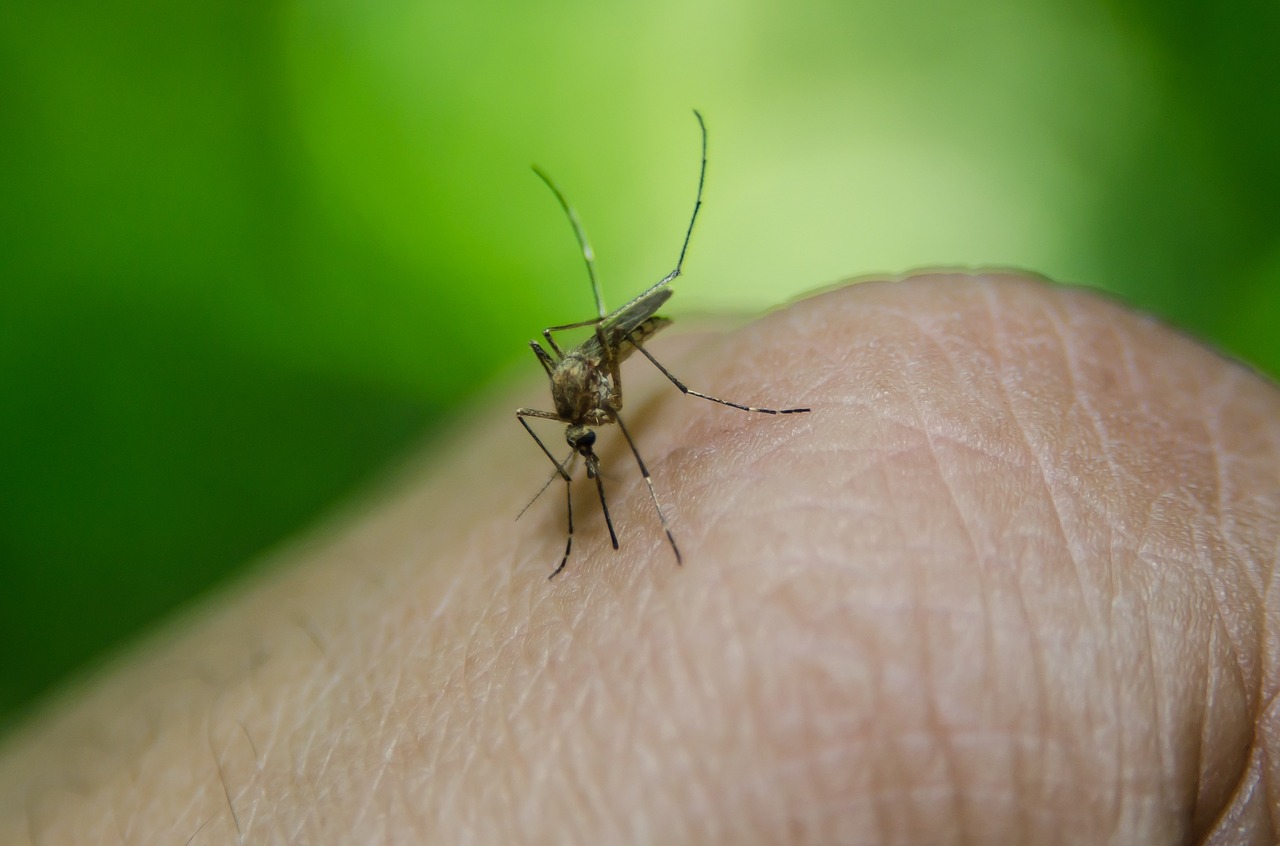 Je bekijkt nu Waarom steken muggen?