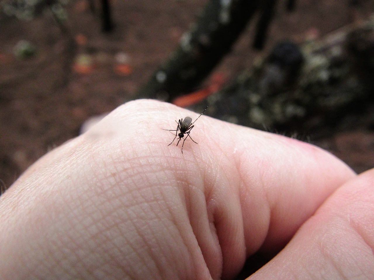 Je bekijkt nu Muggenbulten op vervelende plekken: Hoe om te gaan met jeuk en irritatie?